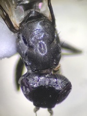 Homalocephala apicalis
