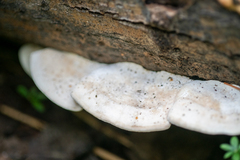 Gloeoporus dichrous