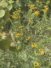 Rudbeckia