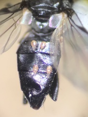 Homalocephala apicalis
