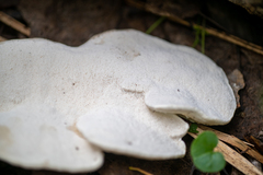 Gloeoporus dichrous