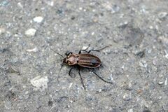 Carabus cancellatus