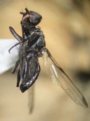 Homalocephala apicalis