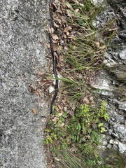 Hierophis viridiflavus