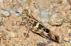 Oedaleus decorus