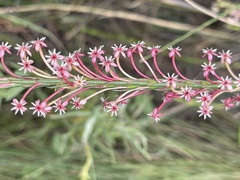 Struthiola macowanii