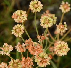 Eriogonum umbellatum
