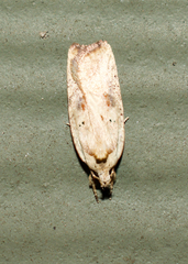 Agonopterix nervosa