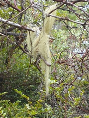 Alectoria sarmentosa