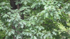 Quercus rubra