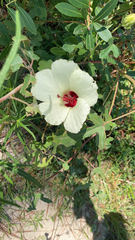 Hibiscus aculeatus
