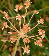 Eriogonum umbellatum