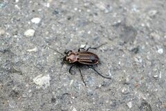 Carabus cancellatus