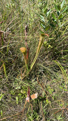 Sarracenia alata