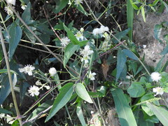 Clematis montevidensis