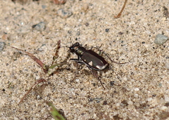 Cicindela scutellaris