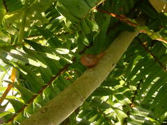 Bradybaena similaris