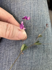Lespedeza texana
