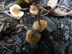 Naucoria escharioides