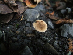 Naucoria escharioides