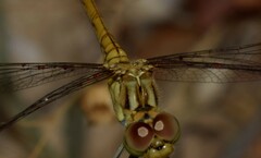 Arrenurus