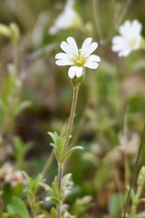 Cerastium arvense