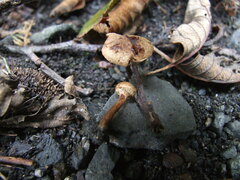 Naucoria escharioides