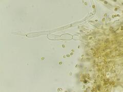 Naucoria escharioides