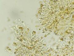 Naucoria escharioides