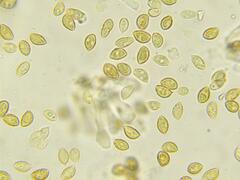 Naucoria escharioides