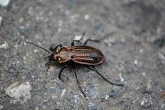 Carabus cancellatus