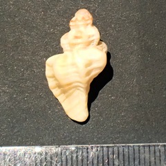 Ocenebra