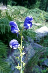 Aconitum burnatii