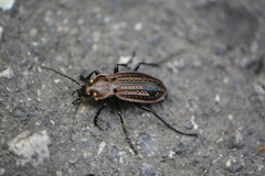 Carabus cancellatus