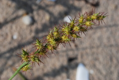 Cenchrus longispinus