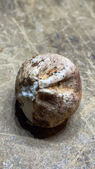 Rhizopogon