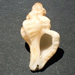 Ocenebra