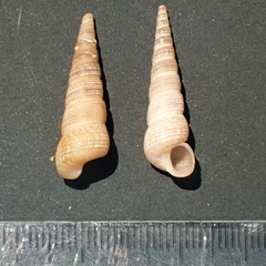 Turritellinella tricarinata