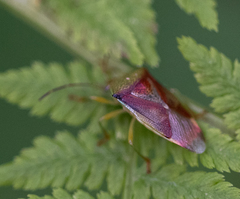 Elasmostethus interstinctus