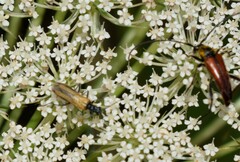 Oedemera femorata