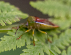 Elasmostethus interstinctus