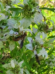 Cerceris bicornuta