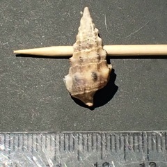 Cerithium vulgatum