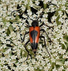 Stictoleptura cordigera