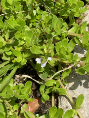 Bacopa monnieri