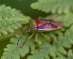 Elasmostethus interstinctus