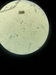 Scenedesmus