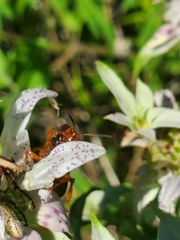 Cerceris bicornuta