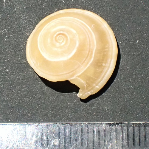 Representative image of Basisulcata