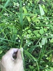 Carex muskingumensis